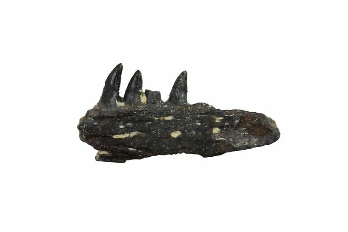 Permian Synapsid (Mycterosaurus) Jaw Section - Oklahoma #137629